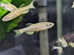 PURE☆熱帯魚 即決！レオパードダニオ 5匹 金色のヒョウ柄とよく泳ぐ姿は非常に美しく群泳させたくなる品種です！