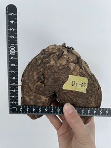 輸入　亀甲竜　ディオスコレア　アフリカ原産　ベアルート　検索 パキプス グラキリス コミフォラ 塊根 ピグマエア　5