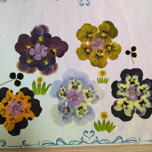  засушенный цветок материалы * Tiger viola * каждый цвет viola набор комплект 
