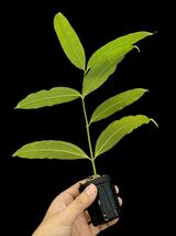 Hoya medinillifolia Kapuas Hulu, West Borneo_画像4