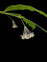 Hoya medinillifolia Kapuas Hulu, West Borneo_画像2