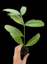 Hoya medinillifolia Kapuas Hulu, West Borneo_画像5