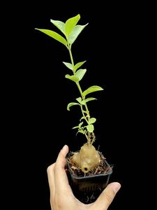 アリ植物 Hydnophytum spec. (roundish caudex) Wondiwoi, Irian Jaya (AW) 実生株