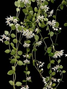 Hoya sp. Timika, Central Papua 強い芳香の小型ホヤ　