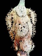 アリ植物 Myrmecodia tuberosa “versteegii” Timika, Central Papua 実生株_画像1