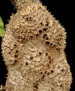 アリ植物 Myrmecodia sp. (large leaves, soft thorn) Aimas, Sorong, West Papua 実生株 