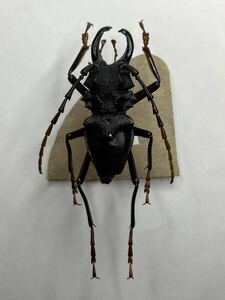 標本*ペルー産　カミキリムシ prionocalus cacicus 複数箇所修復あり。