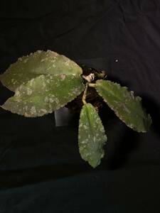 Hoya undulata ホヤ　ウンデュラータ　アグラオネマ　ホマロメナ　ブセファランドラ