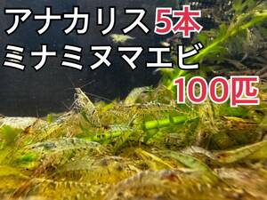 送料無料 本州限定アナカリス 5本とミナミヌマエビ100匹淡水エビ 川エビ 水草 メダカ 