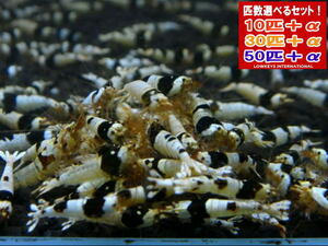 [LOWKEYS] black bee shrimp A Class 20 pcs +α set 