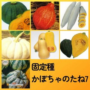 匿名配送無料◆固定種カボチャ種7◆東京南瓜+打木赤皮甘栗南瓜+飛騨南瓜+白皮砂糖南瓜+バターナッツ+きぬごし+スイートダンプリング