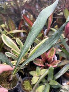 [ Pitcairnia sp. (alata) ]** small size. red flower pito care nia/pito Kyle nia/brome rear 