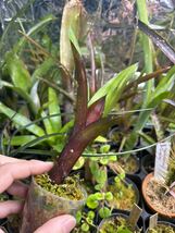 【 Canistropsis burchellii from Michael's Bromeliads 】★★カニストロプシス・バーチェリィ_画像5