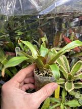 【 Vriesea rodigasiana from Michael's Bromeliads 】★レア苗★フリーセア・ロディガシアナ_画像4