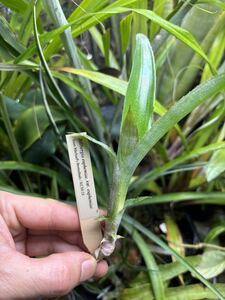 【 Billbergia euphemiae var. euphemiae from Michael's Bromeliads 】★★ビルベルギア・ユーフェミアエ・ユーフェミアエ