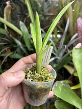 【 Neoregelia martinellii from Michael's Bromeliads 】★★小型の肉厚ネオレゲリア・マルティネリィ_画像1