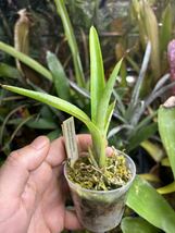 【 Neoregelia martinellii from Michael's Bromeliads 】★★小型の肉厚ネオレゲリア・マルティネリィ_画像2