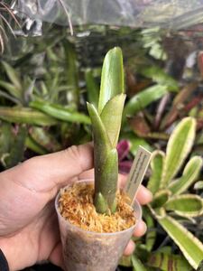 【 Neoregelia capixaba from Michael's Bromeliads 】★★ネオレゲリア・カピシャーバ