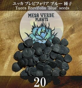  yucca blur bifo rear blue seeds 20 bead Yucca Brevifolia 'Blue' 20 seeds Joshua Treejo Sure tree yo Sure tree kind 