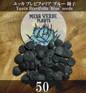 ユッカ ブレビフォリア ブルー 種子 50粒 Yucca Brevifolia 'Blue' 50 seeds Joshua Tree ジョシュアツリー ヨシュアツリー 種
