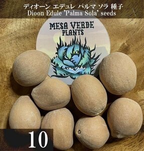 ディオーン エデュレ パルマ ソラ 種子 10粒+α Dioon Edule 'Palma Sola' 10 seeds+α 種 ソテツ ヤシ