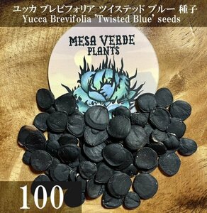 ユッカ ブレビフォリア ツイステッド ブルー 種子 100粒+α Yucca Brevifolia 'Twisted Blue' 100 seeds +α Joshua Tree ジョシュア 種