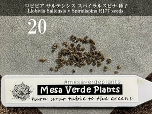 ロビビア サルテンシス スパイラルスピナ 種子 20粒+α Llobivia Saltensis v Spiralispina R177 20 seeds+α 種 サボテン