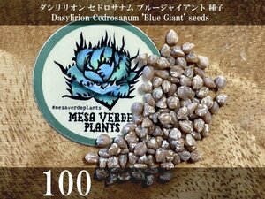 ダシリリオン セドロサナム ブルージャイアント 種子 100粒+α Dasylirion Cedrosanum 'Blue Giant' 100 seeds+α 種