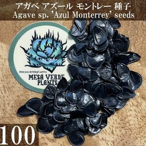 アガベ アズール モントレー 種子 100粒+α Agave sp. 'Azul Monterrey' 100 seeds+α 種の画像1