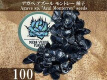 アガベ アズール モントレー 種子 100粒+α Agave sp. 'Azul Monterrey' 100 seeds+α 種_画像1