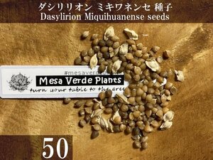 ダシリリオン ミキワネンセ 種子 50粒+α Dasylirion Miquihuanense 50 seeds+α Miquihuanensis 種 ミキワネンシス