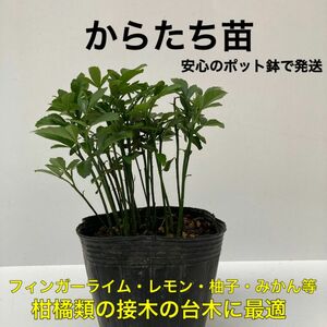 からたち苗【柑橘類の接木の台木】　2鉢