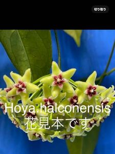 115 ホヤ　ハルコネンシス　花付き 大株　Hoya halconensis プラつり鉢5号　植え込み材は、水苔／ココチップ　おすすめです