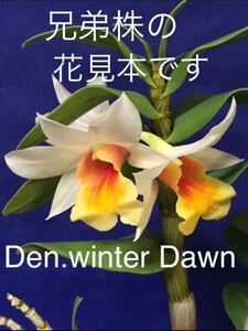 146 洋ラン　デンドロビューム　ウインター　ドーン　Den. winter Dawn 素焼き鉢3寸 大株は見出し君