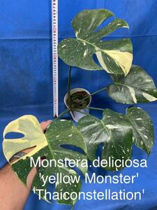 130 斑入り　モンステラ　デリシオーサ　イエローモンスター　Monstera deliciosa'Yellow Monster' 'Thaiconstellation' 黄斑入り特上斑体