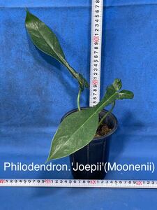 133 フィロデンドロン　ジョーピ(ムーネニー) Philodendron.'Joepii' (Moonenii)世界的レア植物　ユニコーン