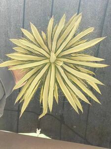 B-10アガベ【特選】 多肉植物 シジゲラ　ロイヤルフラッシュ　耐寒性あり 黄中斑 極上株