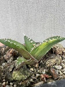 P-31アガベ【特選】 多肉植物 チタノタ SAD 南アフリカダイヤモンド 錦 極上美株 TC株 激レア！