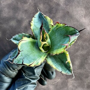 【Lj_plants】11 アガベ チタノタ BB ブラックアンドブルー 極上斑です 黄覆輪 極美株