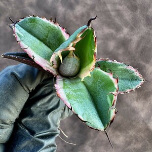 【Lj_plants】18 アガベ チタノタ BB ブラックアンドブルー 極上斑です 白覆輪 極美希少子株