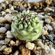 【Lj_plants】23 「実生」ユーフォルビア グロブリカウリス/Euphorbia globulicaulis 厳選株 塊根植物_画像2