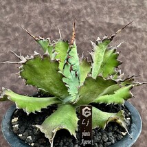 【Li_plants】29 アガベ 多肉植物 ‘Spawn'×イシスメンシス×グアダラハラナ 極上強棘 子株1株_画像1