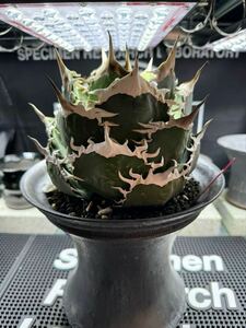 アガベ タランチュラ　胴切り天の出品　検チタノタ　オテロイ　イラン株AGAVE 