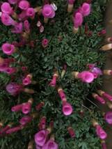 ■球根植物　オキザリス　【桃の輝き】 可愛いピンクの花　スプリングカラー春の庭~♪_画像4