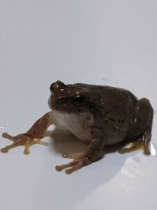 ちょっとぽっちゃりアマガエル4cm メス1匹