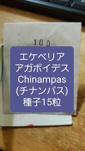 エケベリア　アガボイデス, Chinampas チナンパス 種子15粒