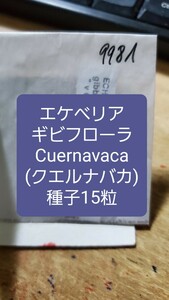 エケベリア　ギビフローラ, Cuernavaca クエルナバカ　種子15粒