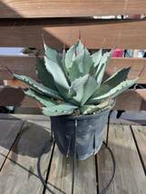 Agave parryi var. truncata 実生株 アガベ パリー トランカータ 検索: コーデックス 塊根 マンガベ パキポディウム パキプス ホリダス_画像3