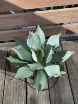 Agave parryi var. truncata 実生株 アガベ パリー トランカータ 検索: コーデックス 塊根 マンガベ パキポディウム パキプス ホリダス_画像7