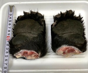 【ジビエ】ツキノワグマ　熊の手　(爪無し）２個　計７５４ｇ　鮮度最高　食品用